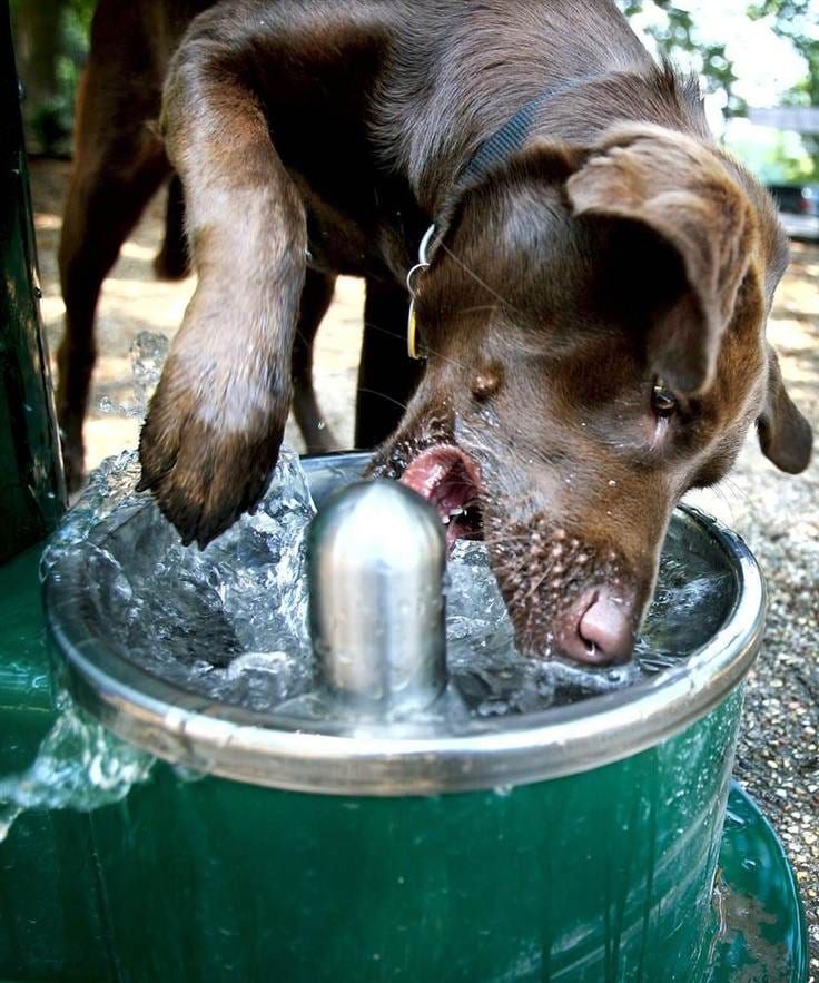 Dog Water Fountain - Drinking Dog