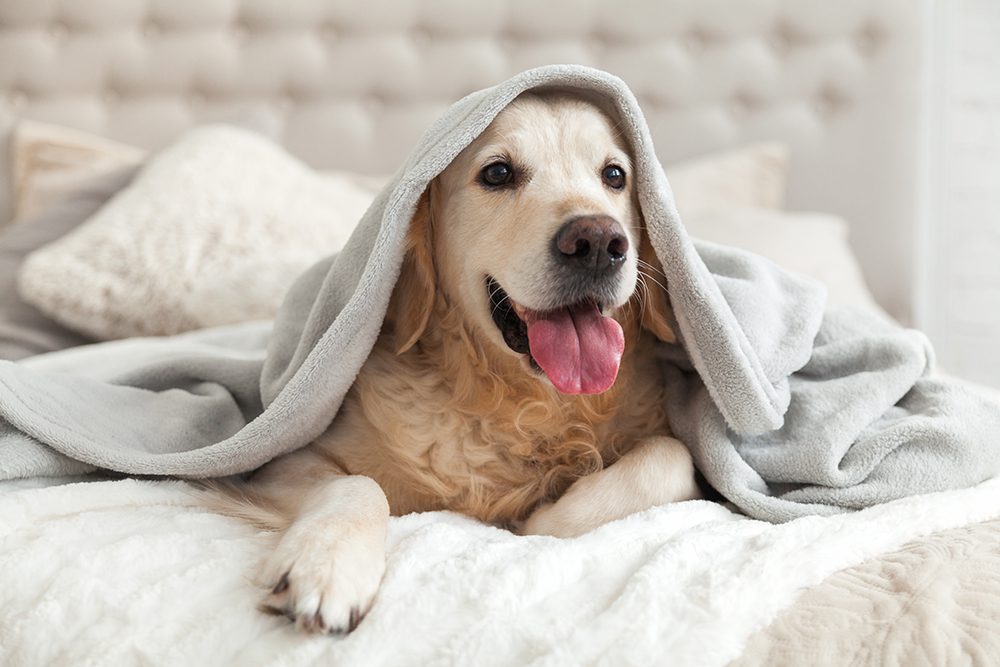 Dog Wash Tubs - Clean Pet