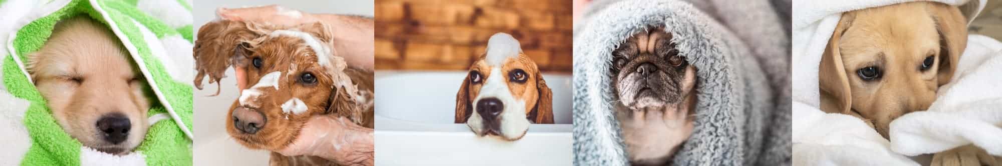 dog-wash-tubs-clean-pet