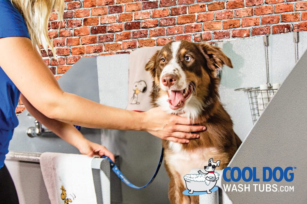 https://www.cooldogwashtubs.com/wp-content/uploads/2023/06/dog-wash-tubs10.jpg